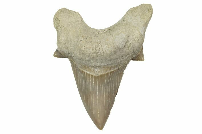 Fossil Shark Tooth (Otodus) - Morocco #353448